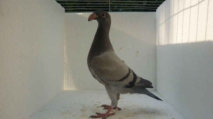 P1110871 - Voiajori Germani Poze