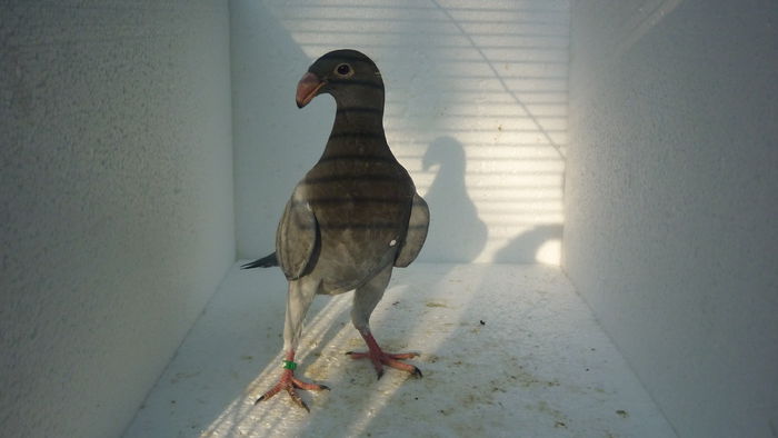 P1110877 - Voiajori Germani Poze