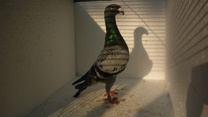 P1110887 - Voiajori Germani Poze