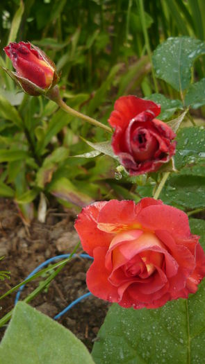 025 - Meilland Sorbet Fruite