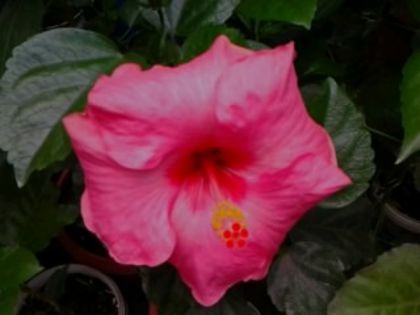Fotografie2502 - Hibiscusi si Bougainvillea