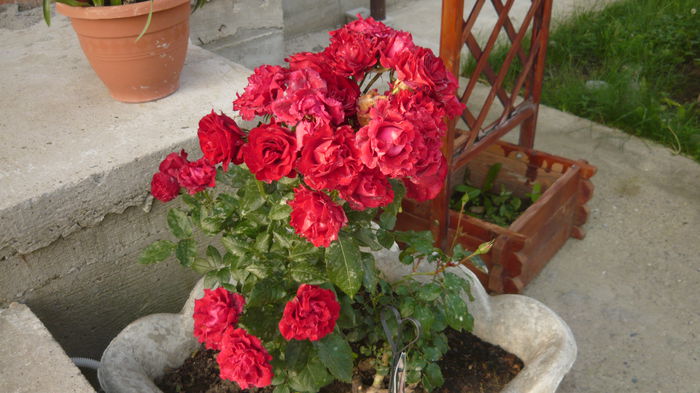 053 - Rose mini