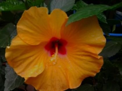 Fotografie2503 - Hibiscusi si Bougainvillea