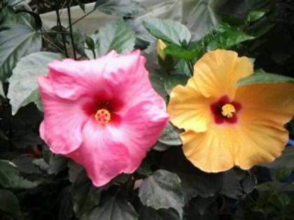 cei doi boreas - Hibiscusi si Bougainvillea