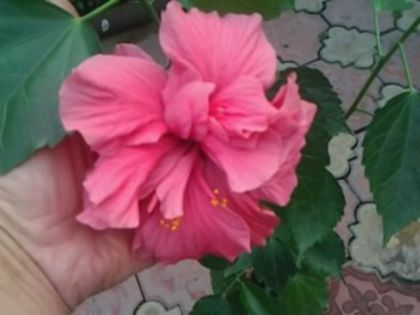 Fotografie2461 - Hibiscusi si Bougainvillea
