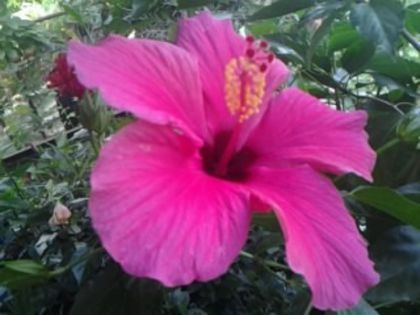 Fotografie2452 - Hibiscusi si Bougainvillea