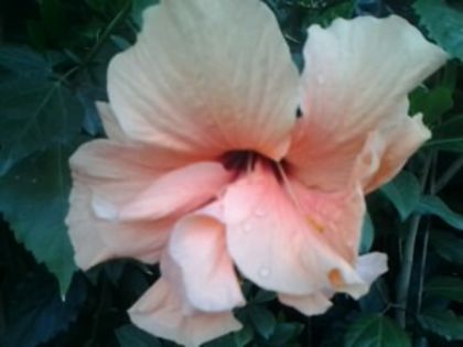 Fotografie2451 - Hibiscusi si Bougainvillea
