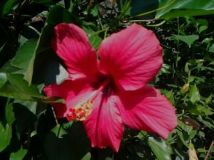 cairo red - Hibiscusi si Bougainvillea