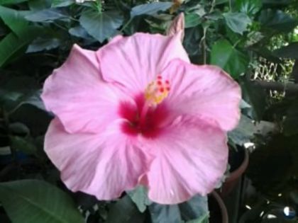 Fotografie2425 - Hibiscusi si Bougainvillea