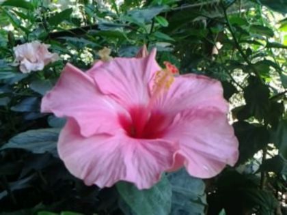 Fotografie2424 - Hibiscusi si Bougainvillea