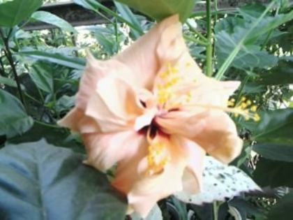 Fotografie2427 - Hibiscusi si Bougainvillea