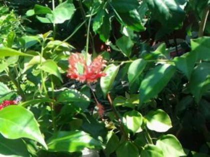 Fotografie2372 - Hibiscusi si Bougainvillea