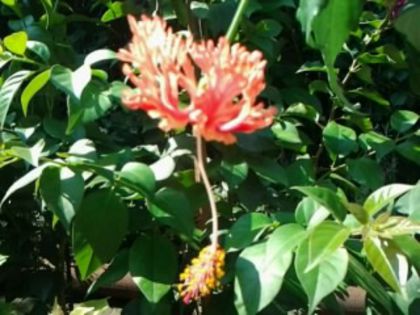 schizopetalum