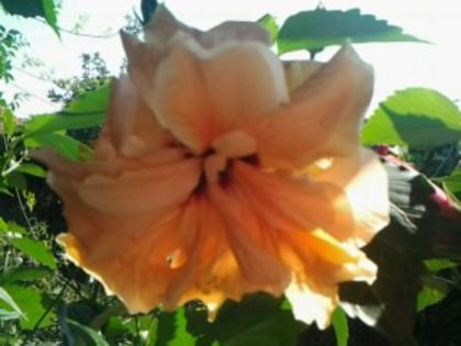 apricot clasic