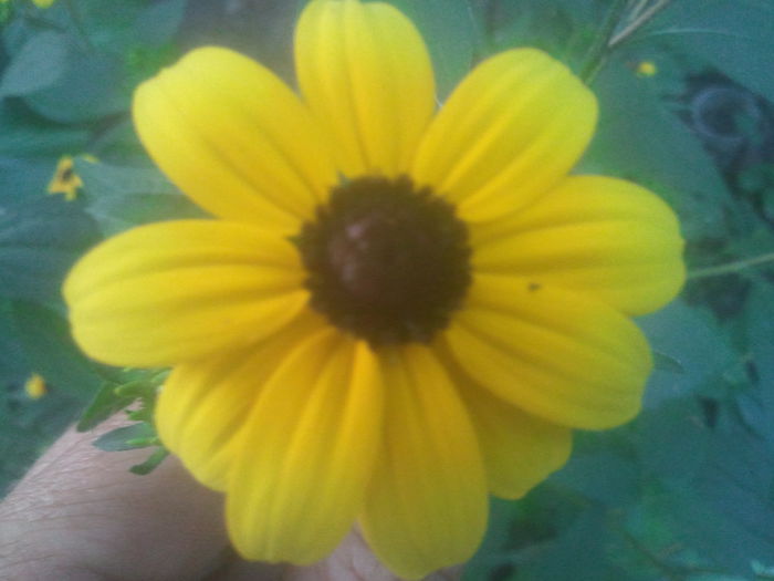 2014-08-11 19.55.50 - rudbeckia