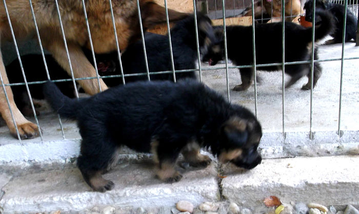  - CIOBANESC GERMAN cu pedigree tip A - DE VANZARE