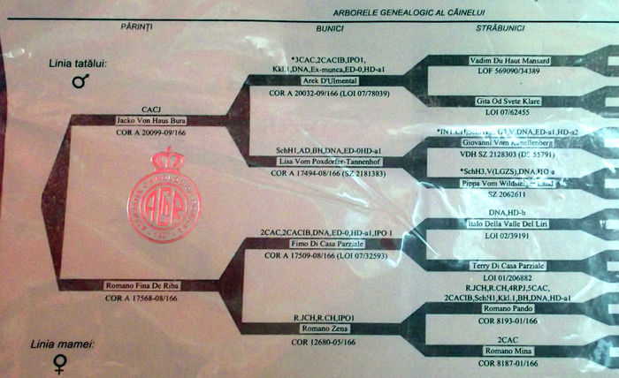  - CIOBANESC GERMAN cu pedigree tip A - DE VANZARE