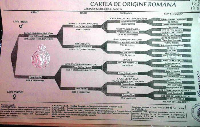  - CIOBANESC GERMAN cu pedigree tip A - DE VANZARE