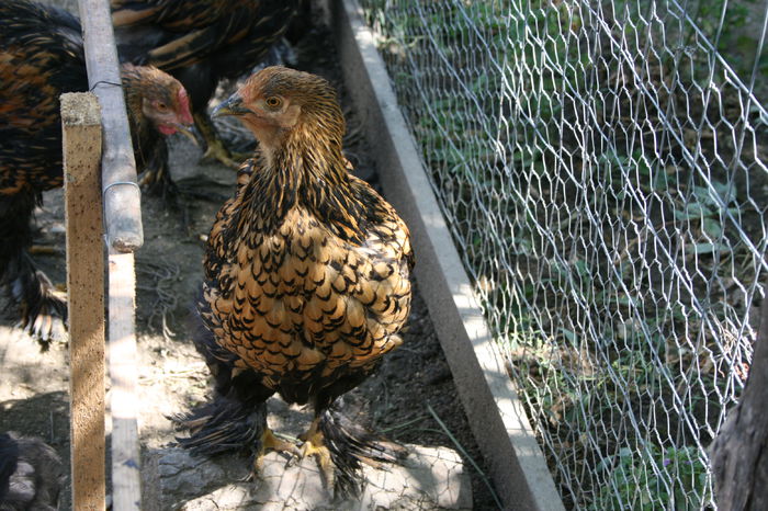 24.08.2014 245 - 2014 Cochinchina auriu