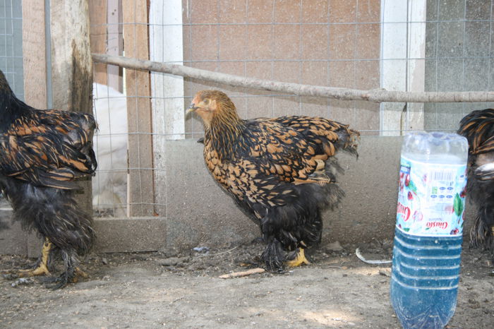 24.08.2014 256 - 2014 Cochinchina auriu