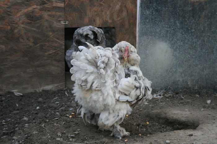 24.08.2014 343 - 2014 Cochinchina albastru