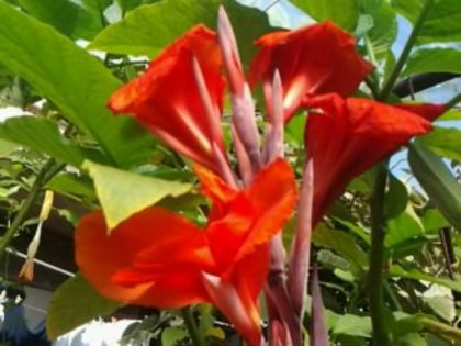 canna indica-roşie