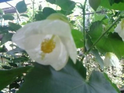 Fotografie2354 - alte flori 1