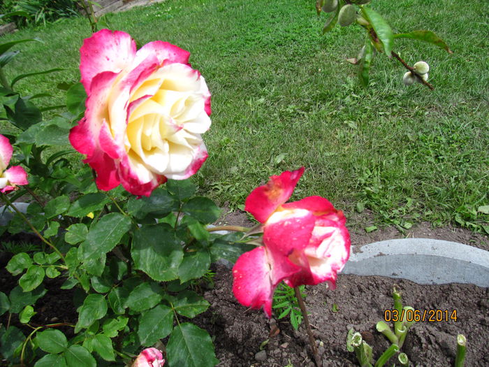 IMG_6266 - Trandafiri in 2014