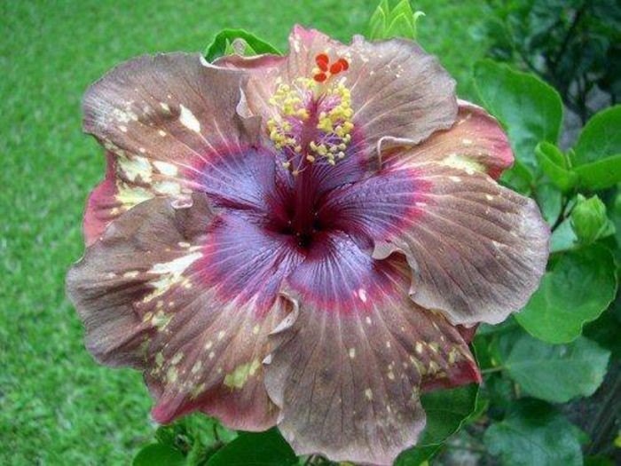 06c7c5625086 - DE CE PIERDEM VREMEA CU SEMINTE DE HIBISCUS TROPICAL -ce iese