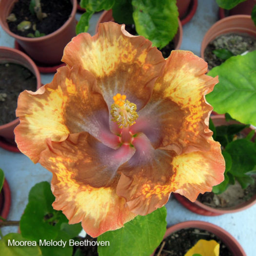 Moorea Melody Beethoven