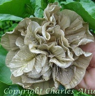 moorea-brown-ringlets