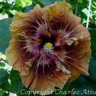 moorea-merveille-splendor - DE CE PIERDEM VREMEA CU SEMINTE DE HIBISCUS TROPICAL -ce iese