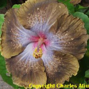 moorea-star-maea - DE CE PIERDEM VREMEA CU SEMINTE DE HIBISCUS TROPICAL -ce iese