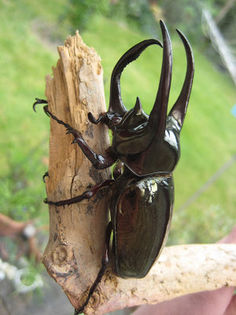 Atlas beetle