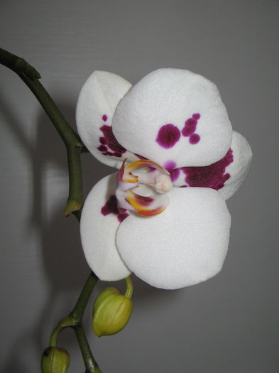 IMG_3946 - Orhidee