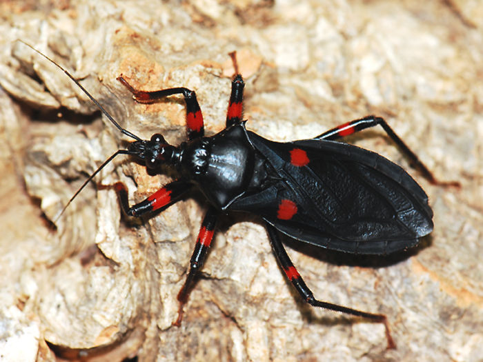 Platymeris rhadamanthus