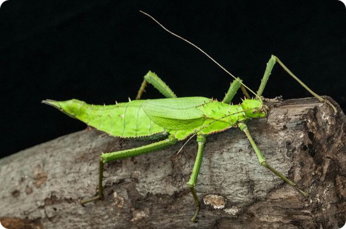 Heteropteryx dilatata