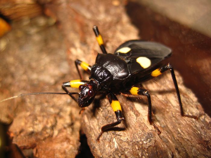 Platymeris rhadamanthus - Plante carnivore