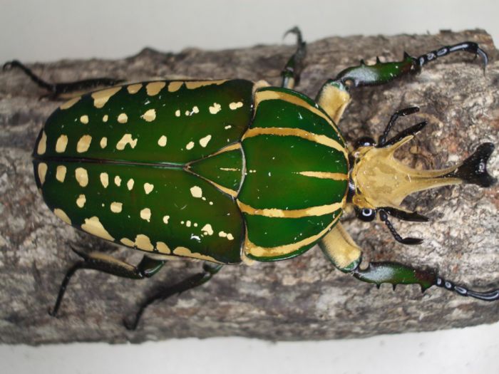 Chelorrhina polyphemus - Fluturi si insecte