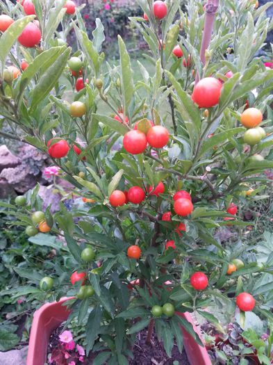 marul lui Adam-solanum capsicastrum - flori de camera