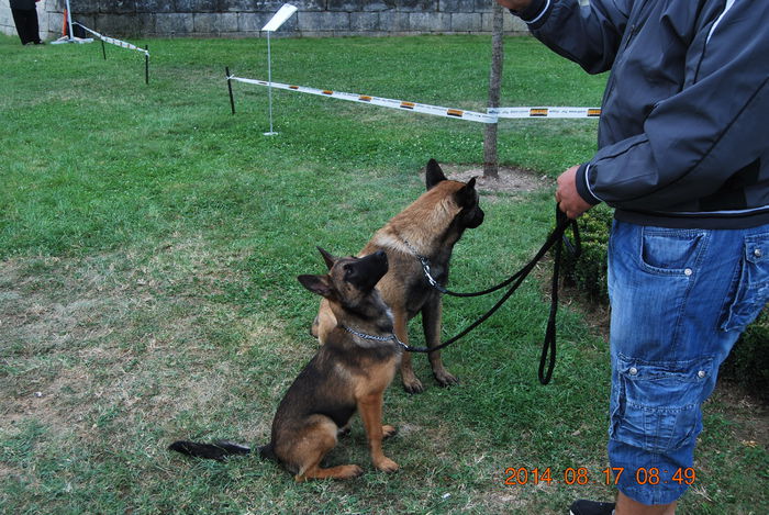 Chira & wolf; Alba Iulia 2014
