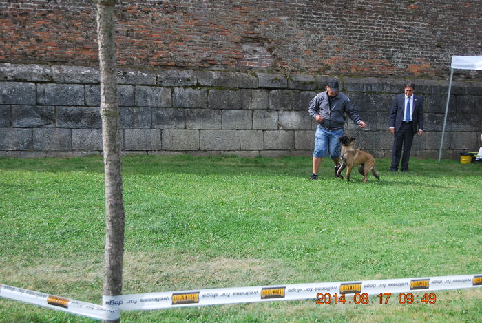 Wolf; C.A.C.I.B. ALBA IULIA August 2014
