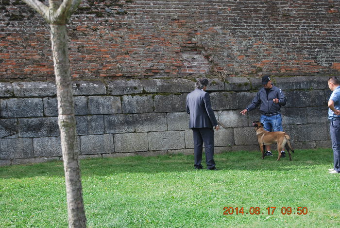 Wolf; C.A.C.I.B. Alba Iulia August 2014
