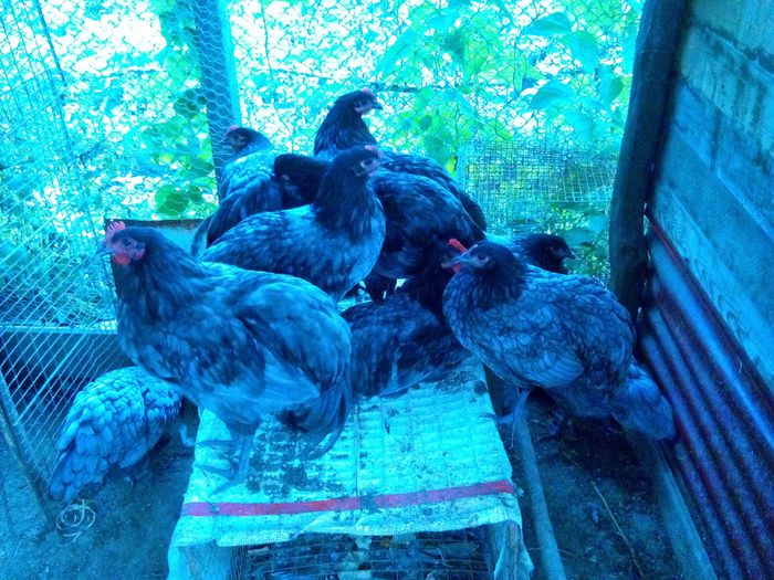 image - australorp albastru