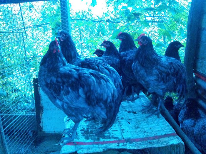 image - australorp albastru