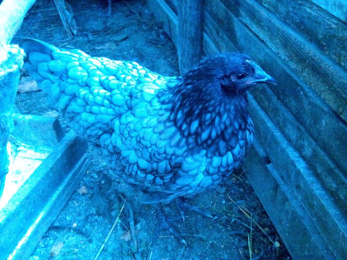 image - australorp albastru