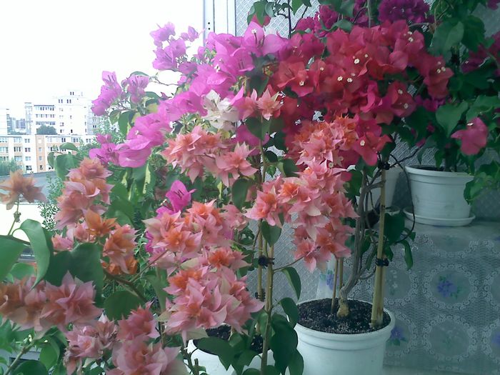 Pic_0823_327 - BOUGAINVILLEA       august - septembrie 2014