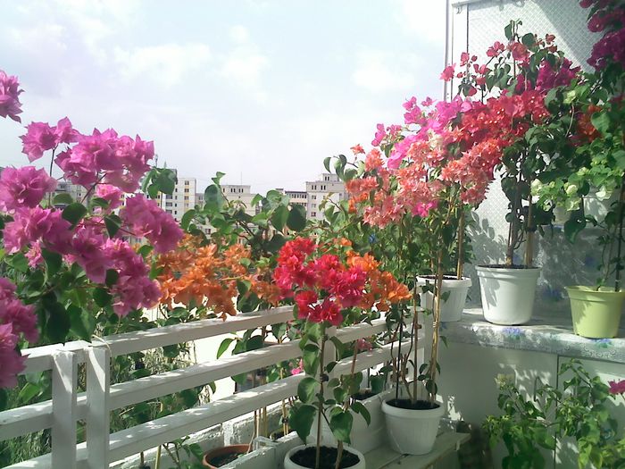 Pic_0823_344 - BOUGAINVILLEA       august - septembrie 2014