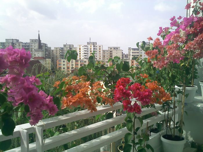 Pic_0823_347 - BOUGAINVILLEA       august - septembrie 2014