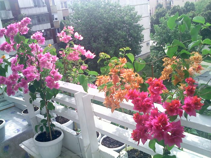 Pic_0823_352 - BOUGAINVILLEA       august - septembrie 2014